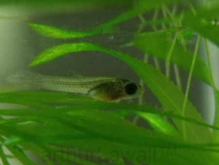 Alevino de Guppy