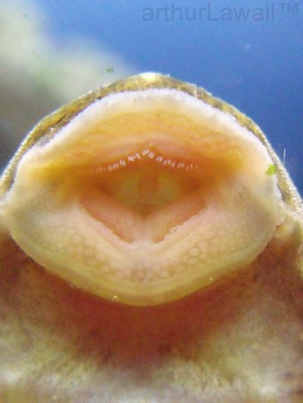 Boca de Cascudo Comum