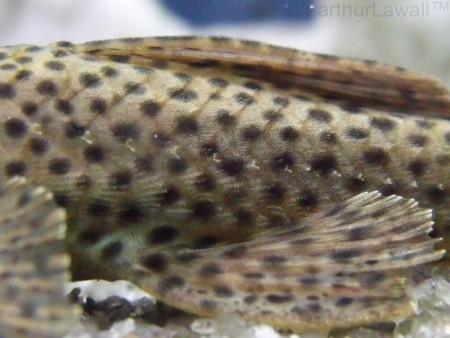 Corpo de Cascudo Comum