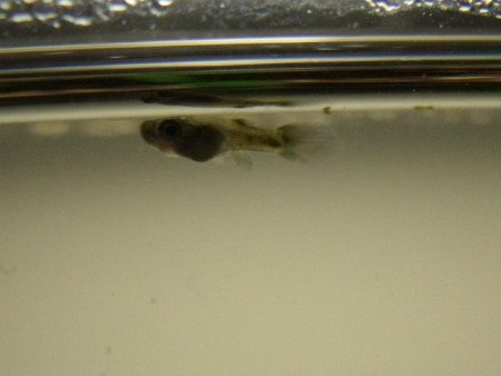 Alevino de Guppy